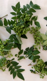 実山椒の旬は短く保存は長く