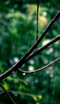 季節のおすすめアーユルヴェーダレシピ～梅雨を快適に過ごすヒント～